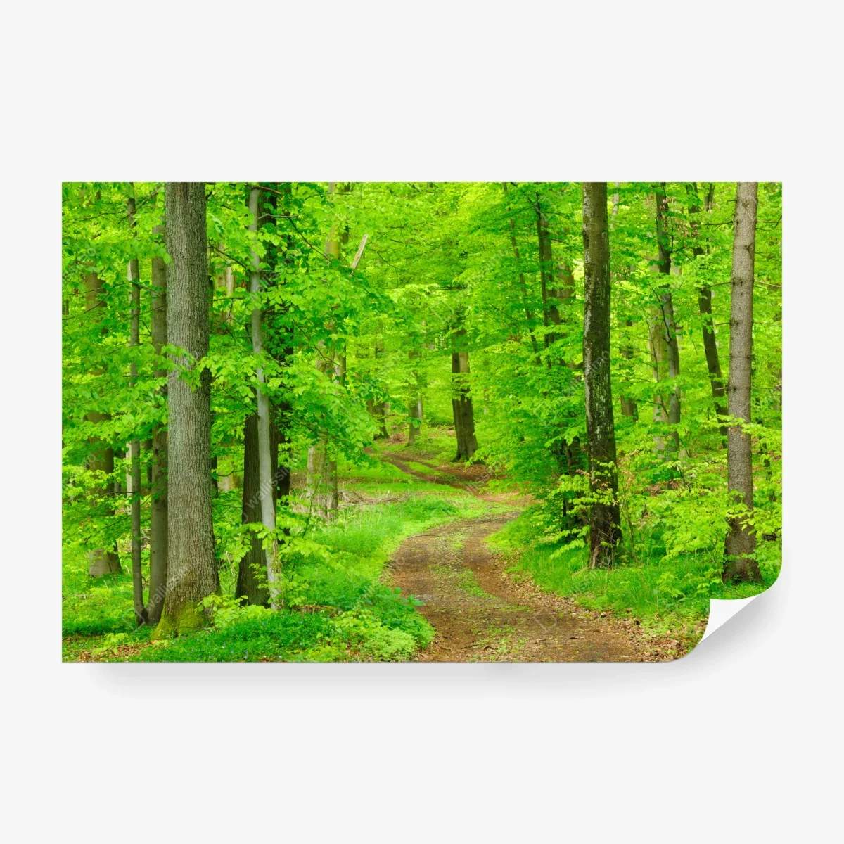 Fotomural sendero sereno en bosque primaveral – Pixers®