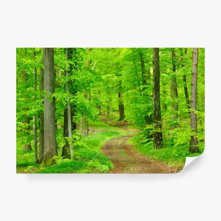 Fotomural sendero sereno en bosque primaveral – Pixers®