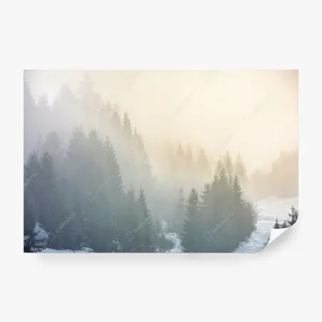 Fotomural amanecer brumoso en bosque de abetos – Pixers®