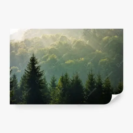 Fotomural amanecer entre abetos en los Cárpatos – Pixers®