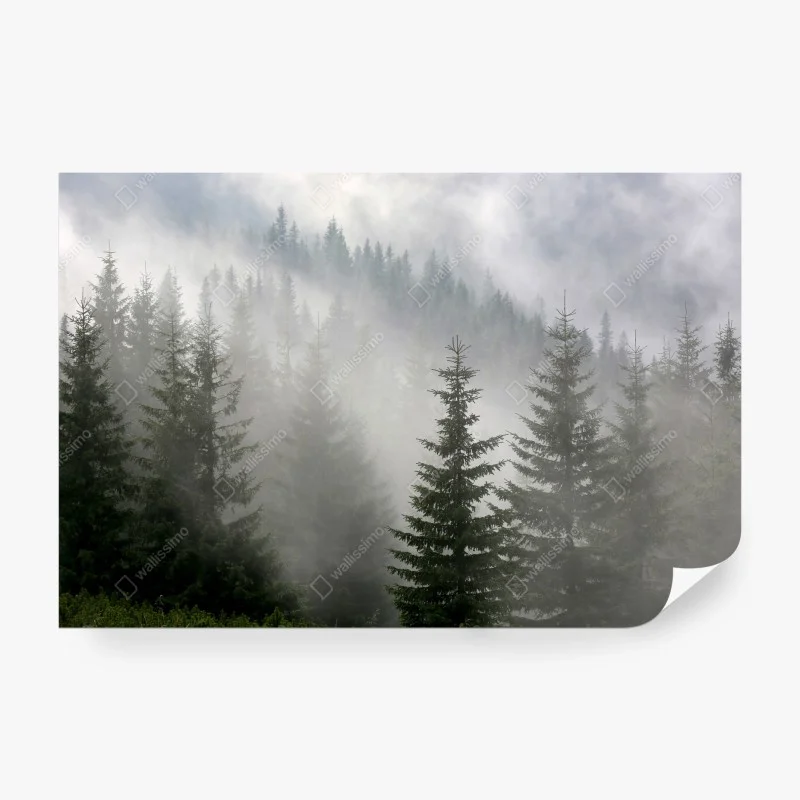 Fotomural bosque de pinos en niebla matinal