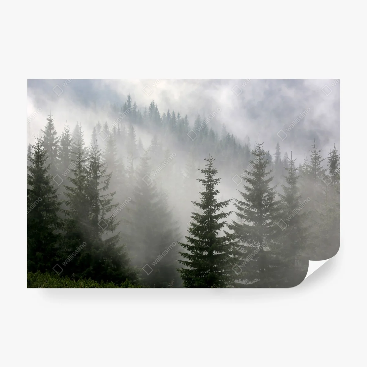 Fotomural bosque de pinos en niebla matinal – Pixers® Fotomural bosque de pinos en niebla matinal – Pixers®