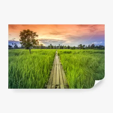 Fotomural sendero de madera centenario entre arrozales en Khonburi, Nakhon Ratchasima, Tailandia – Pixers®