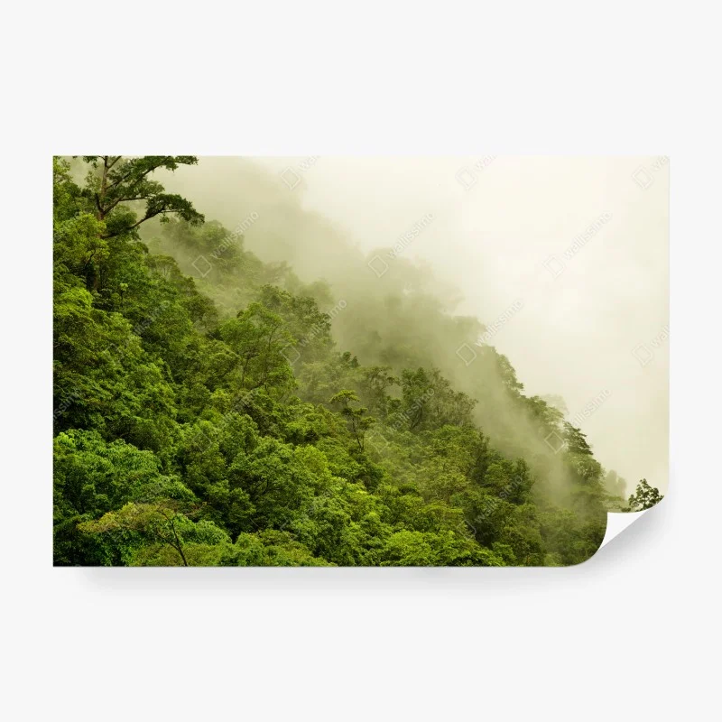 Fotomural selva tropical brumosa en Cairns, Queensland