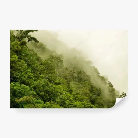 Fotomural selva tropical brumosa en Cairns, Queensland – Pixers®