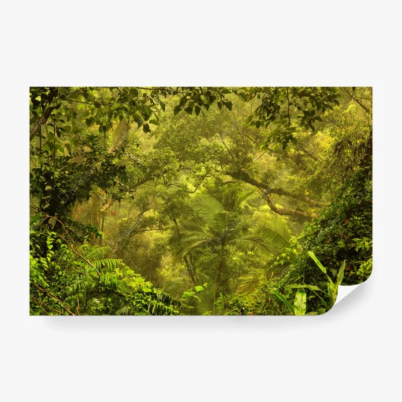 Fotomural amanecer dorado en la selva de Cairns