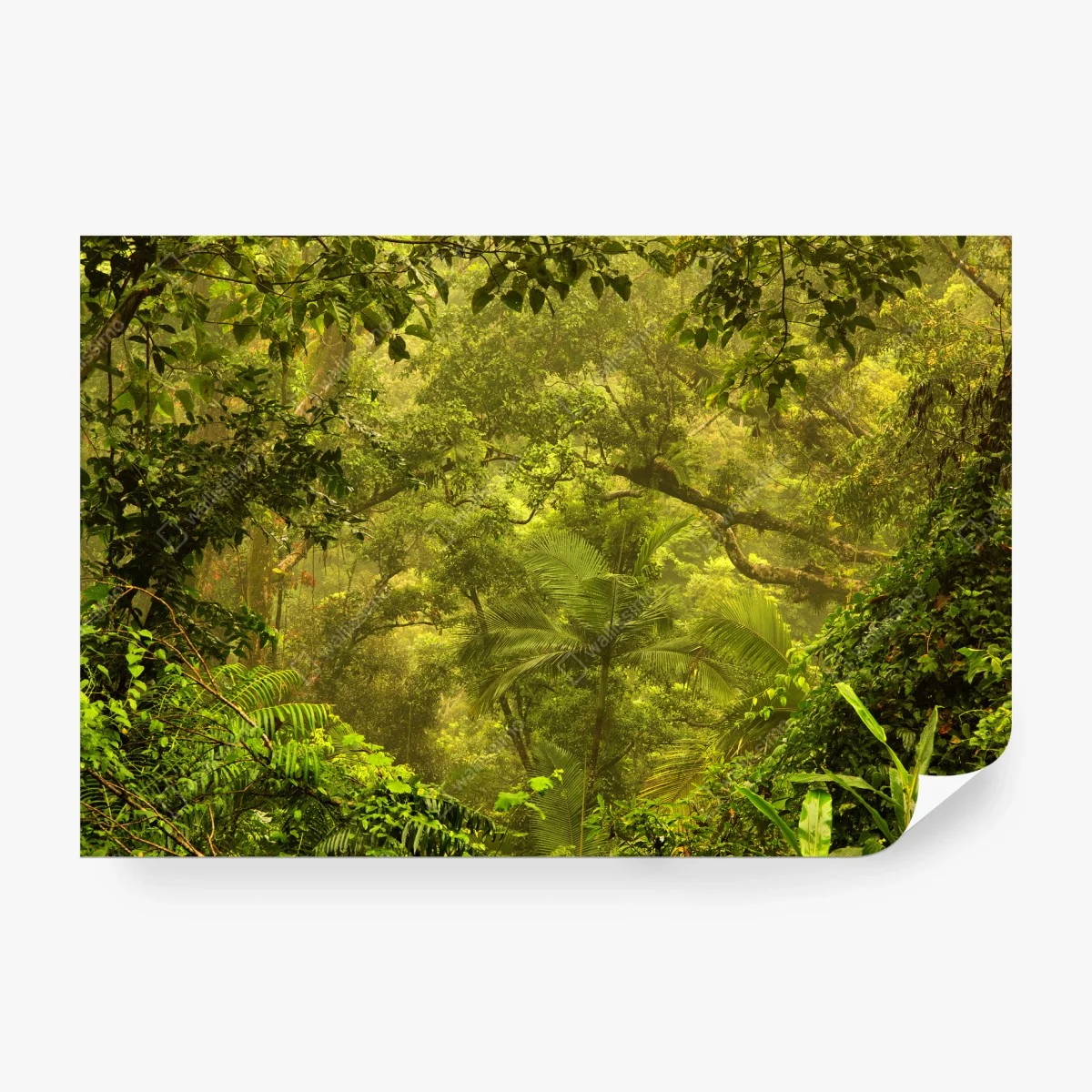 Fotomural amanecer dorado en la selva de Cairns – Pixers® Fotomural amanecer dorado en la selva de Cairns – Pixers®