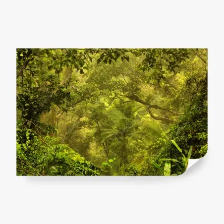 Fotomural amanecer dorado en la selva de Cairns – Pixers®