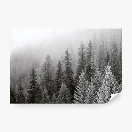 Fotomural bosque invernal entre niebla en los Cárpatos, Ucrania – Pixers®