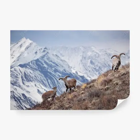 Fotomural serenidad en las alturas de Manang, Himalayas – Pixers®