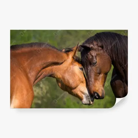 Fotomural mirada íntima de dos caballos – Pixers®