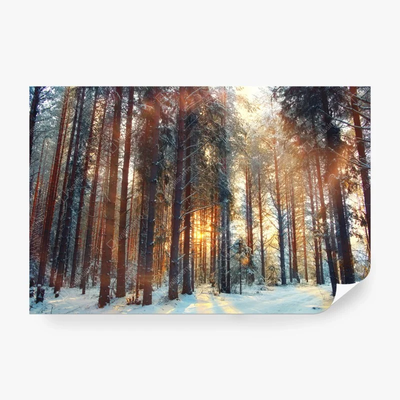 Fotomural amanecer invernal en el bosque