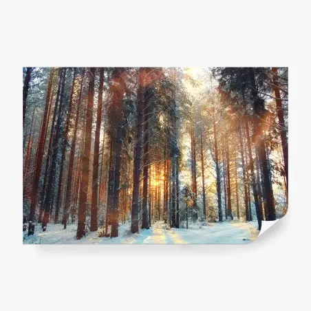 Fotomural amanecer invernal en el bosque – Pixers®