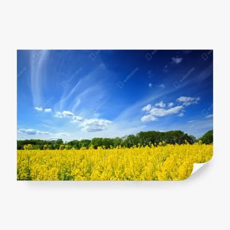 Fotomural paisaje primaveral de colza en flor en Polonia – Pixers®