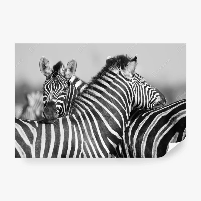 Fotomural abrazo de cebras en blanco y negro