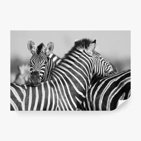 Fotomural abrazo de cebras en blanco y negro – Pixers®