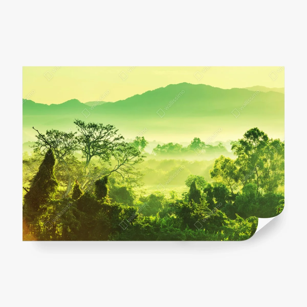 Fotomural selva tropical de México al amanecer – Pixers®