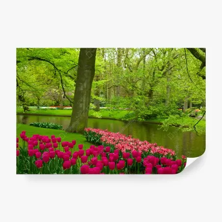 Fotomural tulipanes junto al canal en primavera – Pixers®