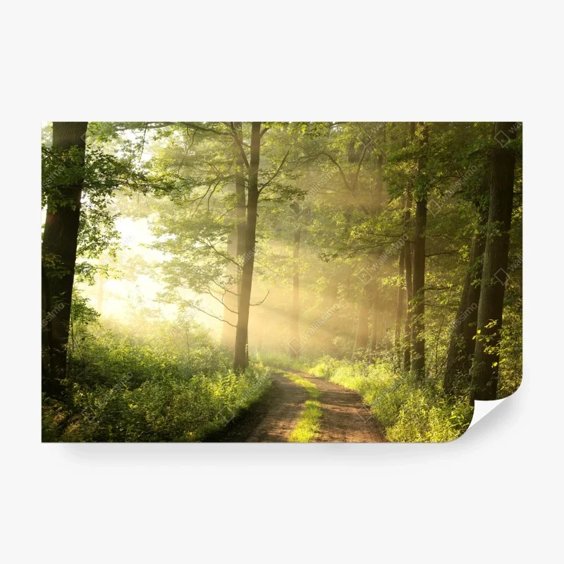 Fotomural amanecer en el sendero del bosque