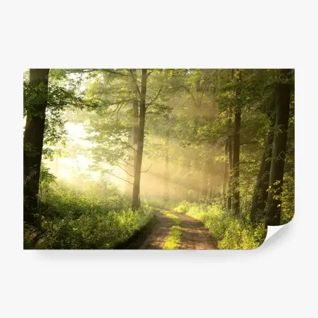 Fotomural amanecer en el sendero del bosque – Pixers®