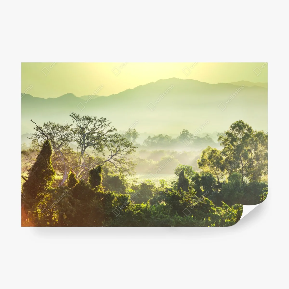 Fotomural selva en Vietnam al amanecer – Pixers® Fotomural selva en Vietnam al amanecer – Pixers®