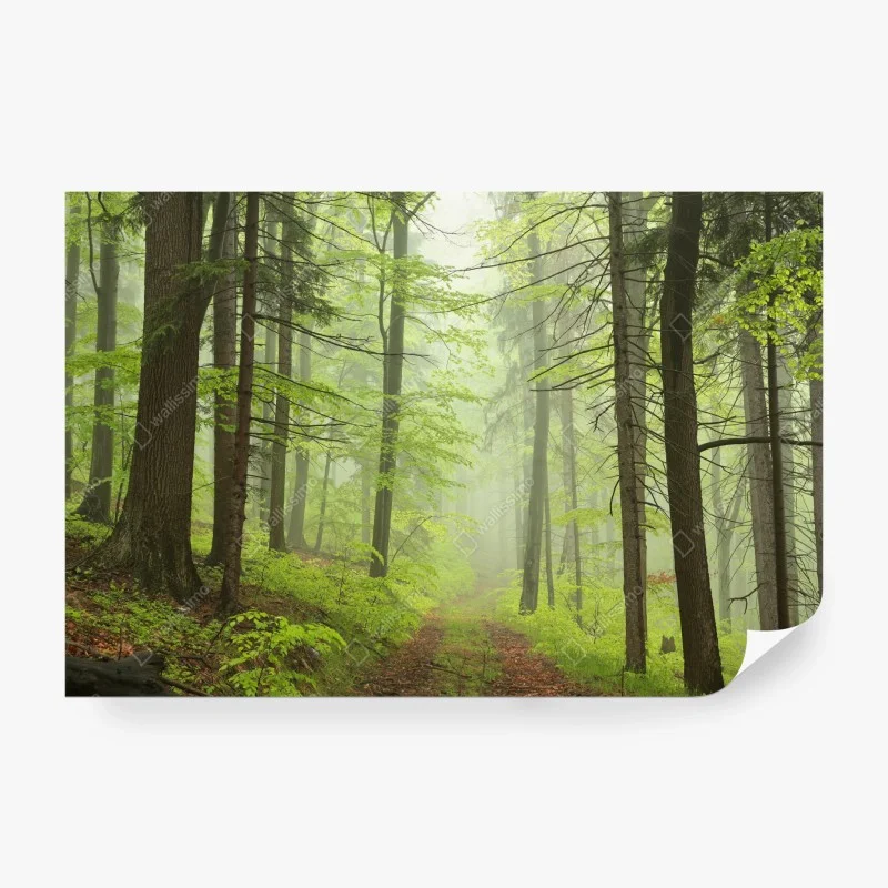 Fotomural sendero en bosque brumoso