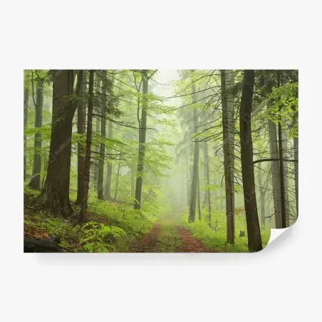 Fotomural sendero en bosque brumoso – Pixers®