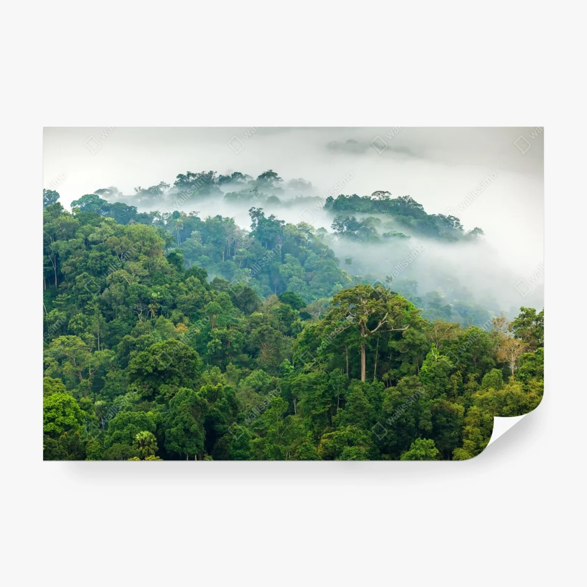 Fotomural niebla matutina en el bosque tropical de Kaeng Krachan – Pixers® Fotomural niebla matutina en el bosque tropical de Kaeng Krachan – Pixers®