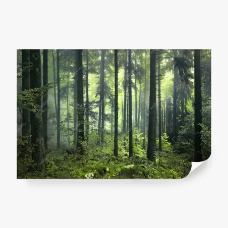 Fotomural bosque esmeralda en penumbra – Pixers®