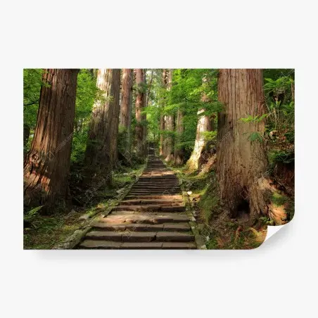 Fotomural camino entre cedros milenarios – Pixers®