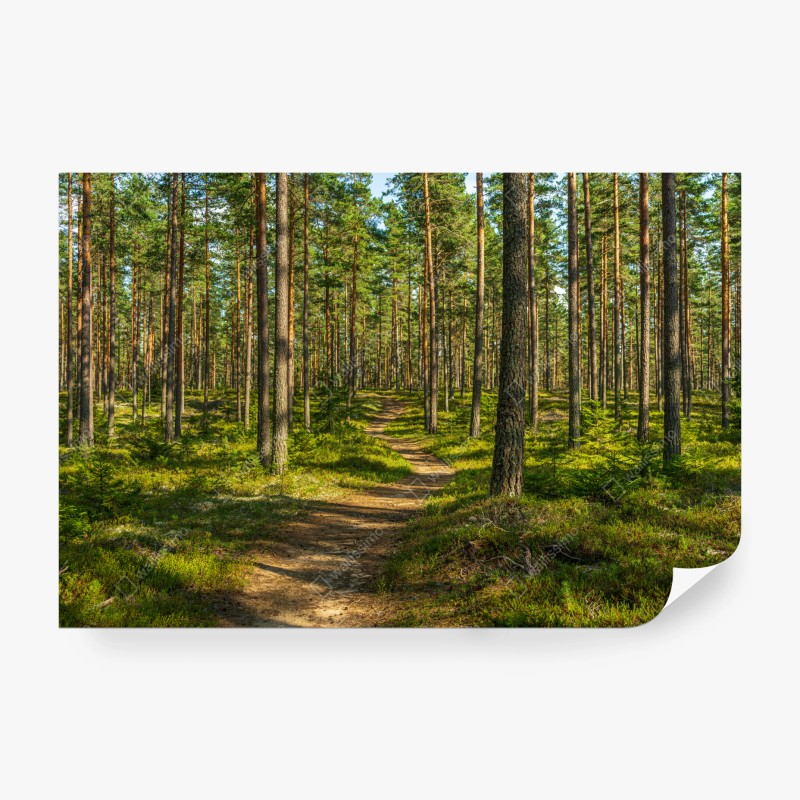 Fotomural camino sereno entre pinos en Suecia