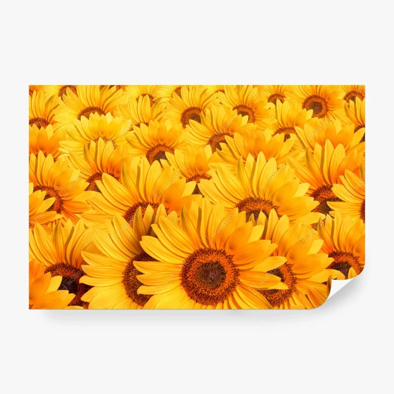 Fotomural girasoles radiantes para decoración