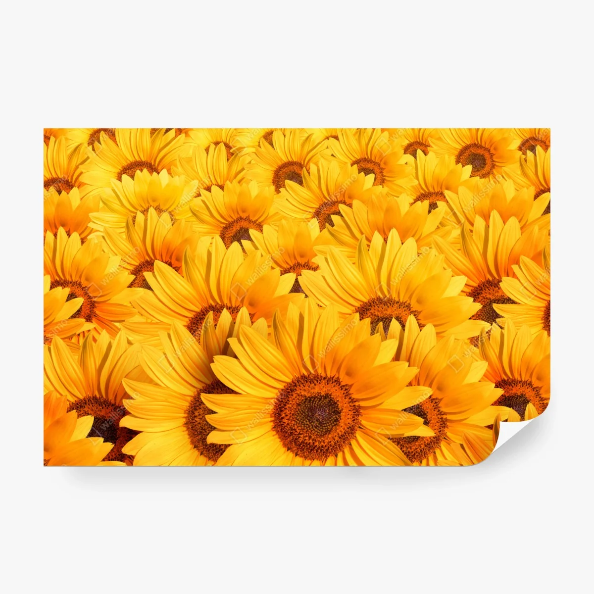 Fotomural girasoles radiantes para decoración – Pixers® Fotomural girasoles radiantes para decoración – Pixers®