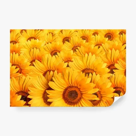 Fotomural girasoles radiantes para decoración – Pixers®
