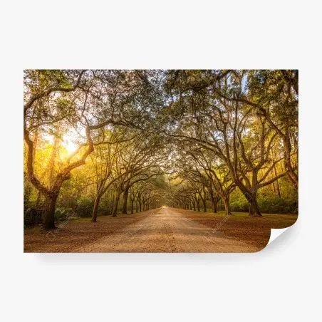 Fotomural avenida de robles en Savannah al atardecer – Pixers®