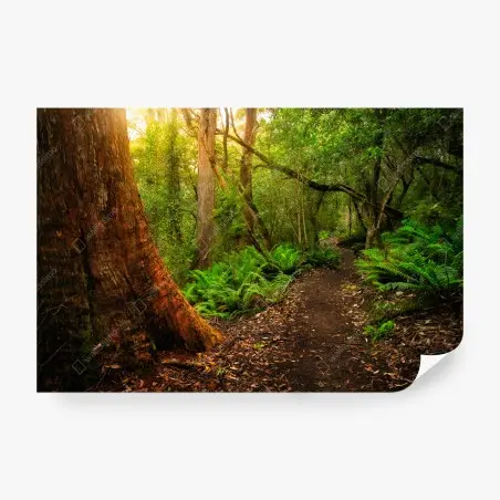Fotomural sendero ancestral en la jungla jurásica de la península de Tasman, Tasmania – Pixers®