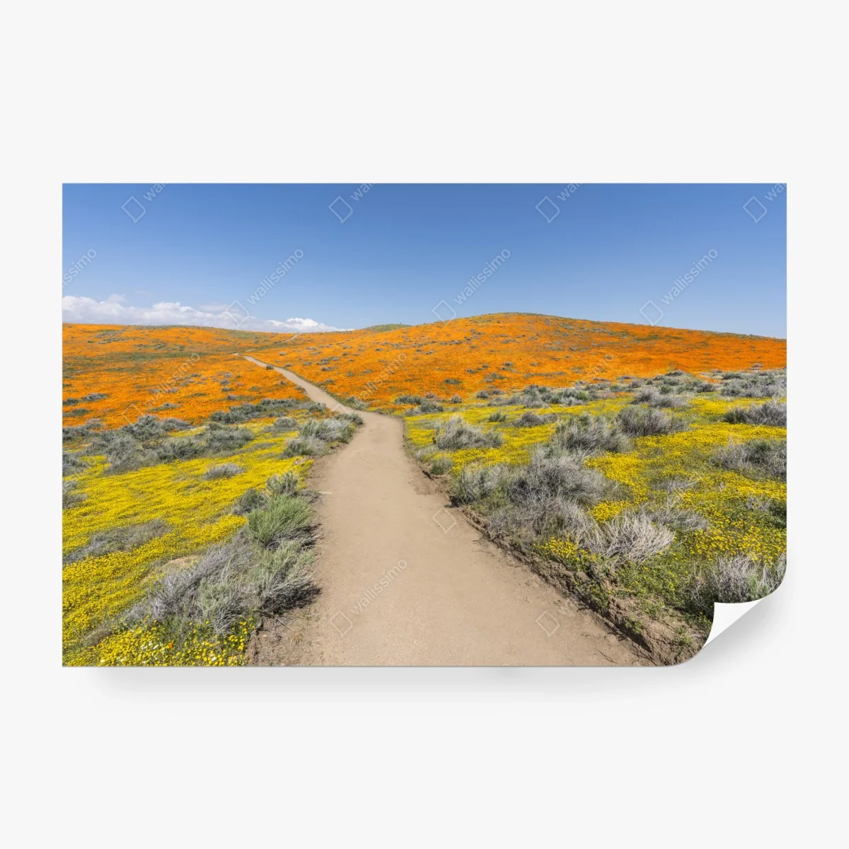 Fotomural camino entre amapolas en California del Sur – Pixers®