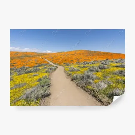 Fotomural camino entre amapolas en California del Sur – Pixers®