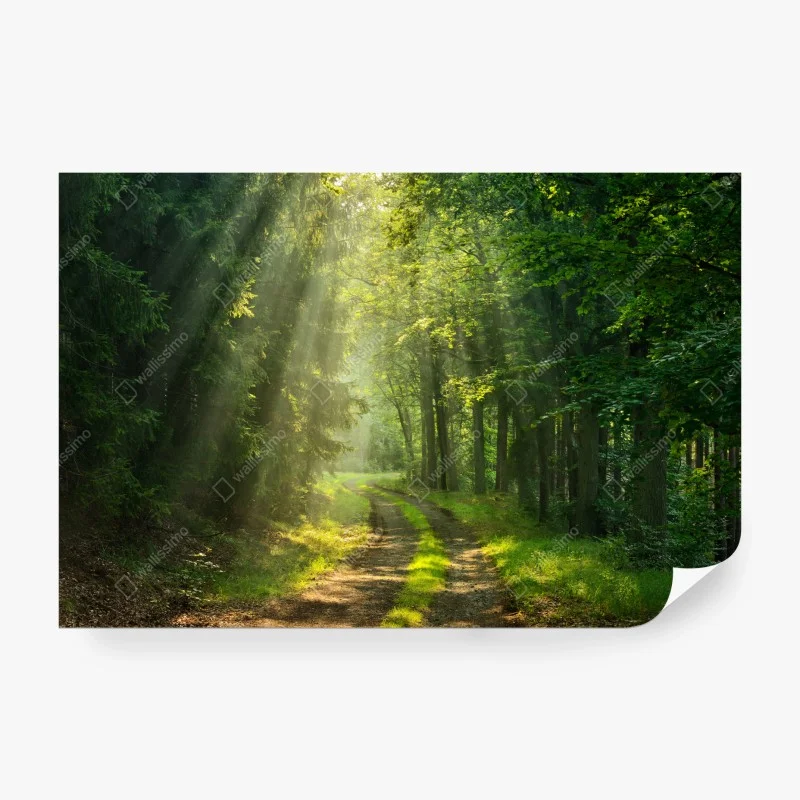 Fotomural sendero iluminado en el bosque
