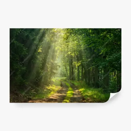 Fotomural sendero iluminado en el bosque – Pixers®