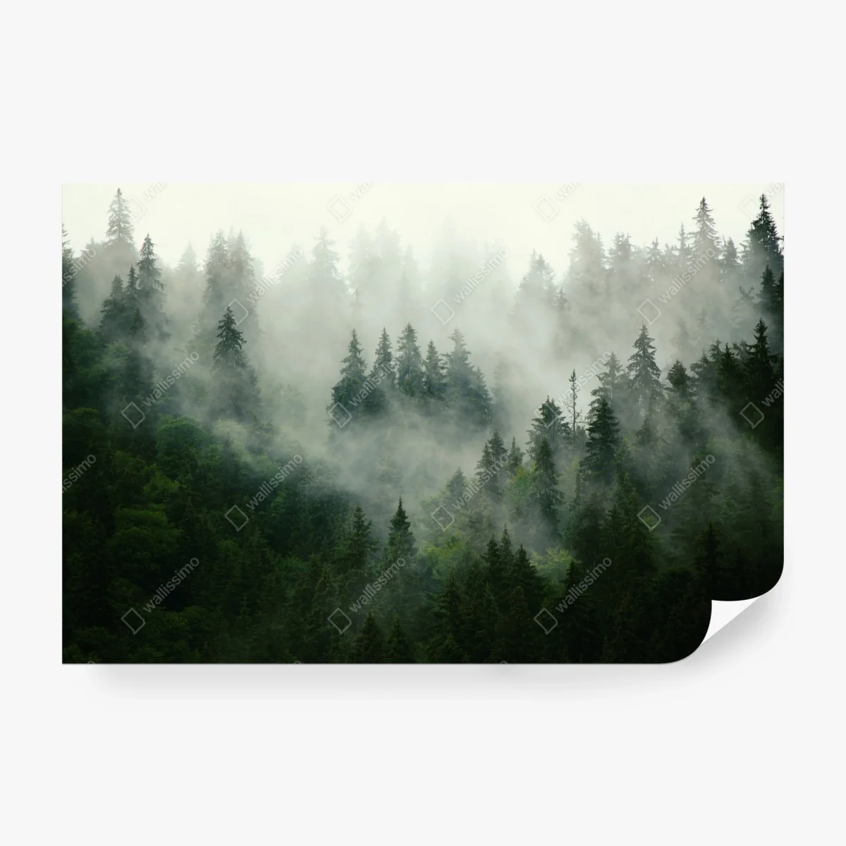 Fotomural bosque envuelto en niebla – Pixers®