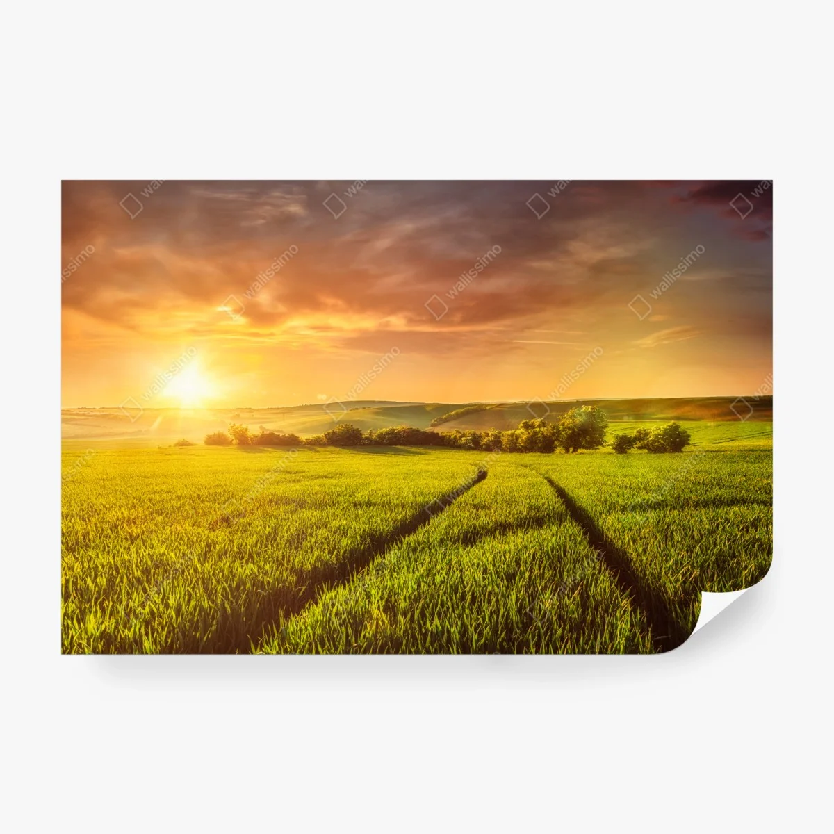 Fotomural puesta de sol dorada sobre el campo – Pixers® Fotomural puesta de sol dorada sobre el campo – Pixers®
