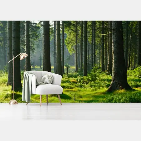 Fotomural bosque verde iluminado al amanecer – Pixers®