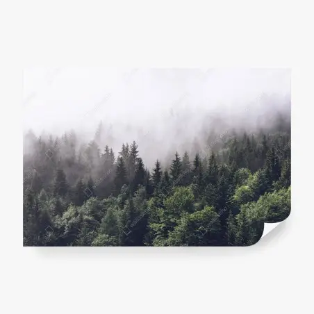 Fotomural bosque montañoso envuelto en niebla – Pixers®