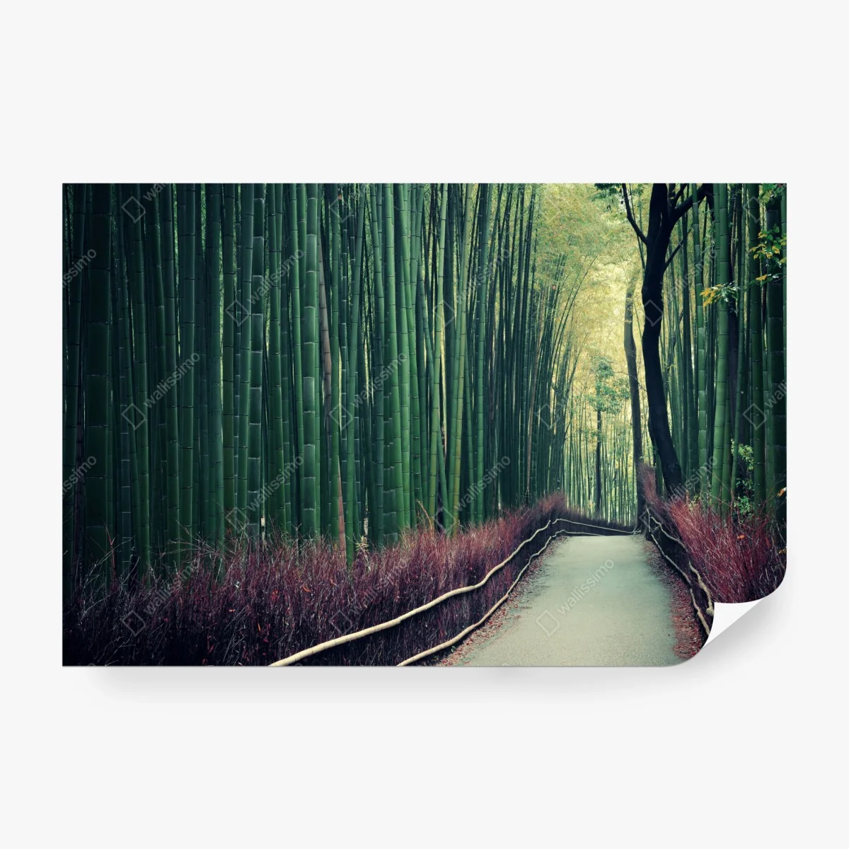 Fotomural paseo sereno entre bambúes en Arashiyama, Kyoto – Pixers® Fotomural paseo sereno entre bambúes en Arashiyama, Kyoto – Pixers®