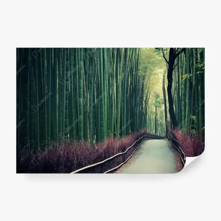 Fotomural paseo sereno entre bambúes en Arashiyama, Kyoto – Pixers®