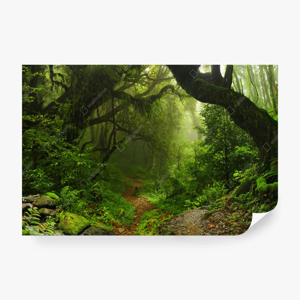 Fotomural sendero místico en bosque esmeralda – Pixers®