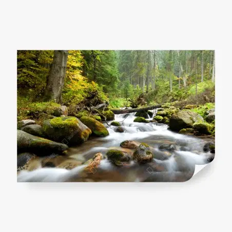 Fotomural río sereno entre rocas musgosas – Pixers®