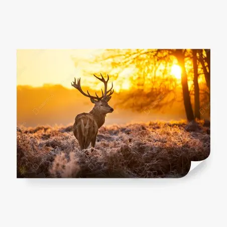 Fotomural ciervo al amanecer en paisaje helado – Pixers®