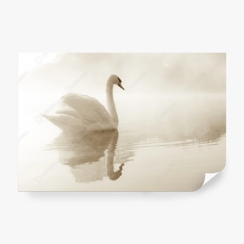 Fotomural cisne en la niebla matinal